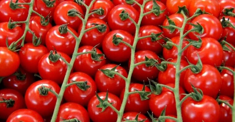 como plantar tomate-cereja