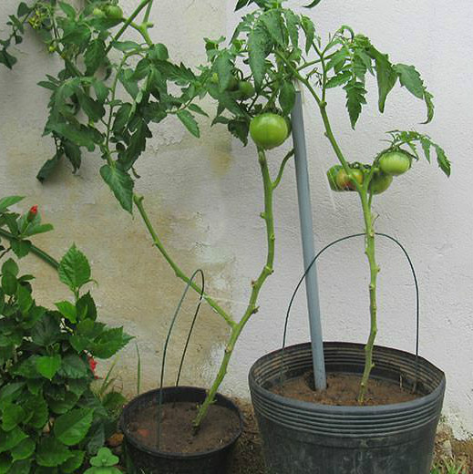 como plantar tomate tamanho do vaso