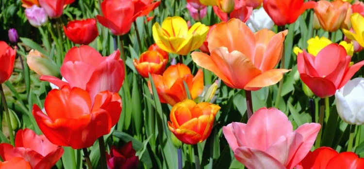 como plantar tulipa em vaso