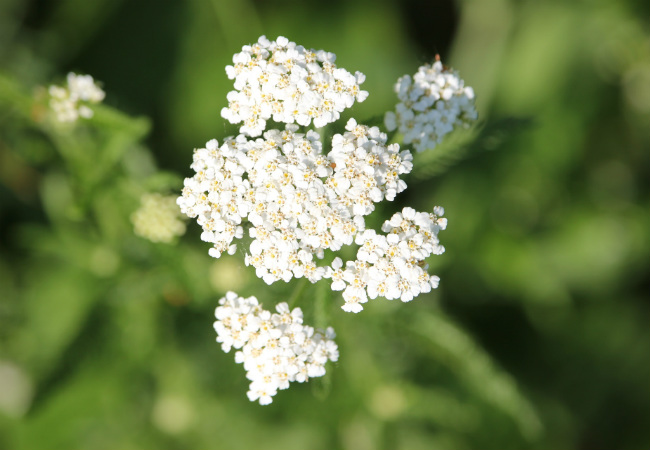 como preparar chá de mil folhas