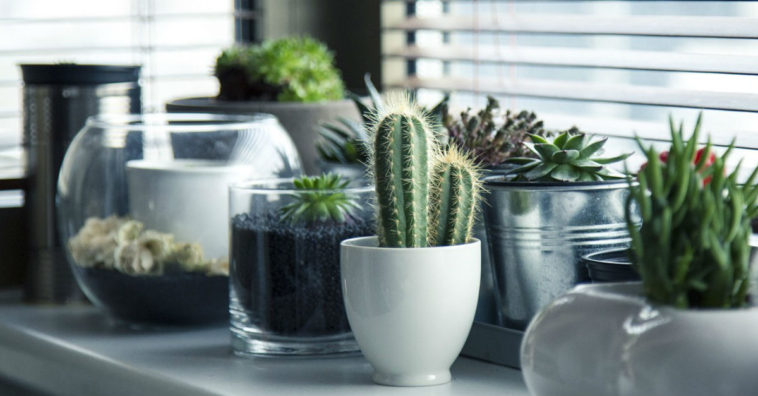 como recuperar plantas murchas