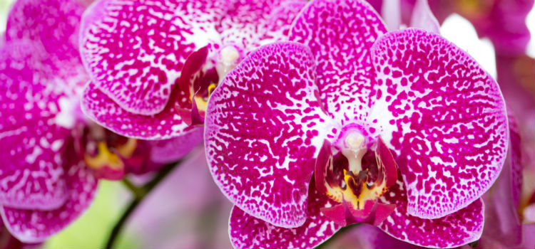 como regar orquídeas