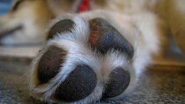 como remover pelos de animais