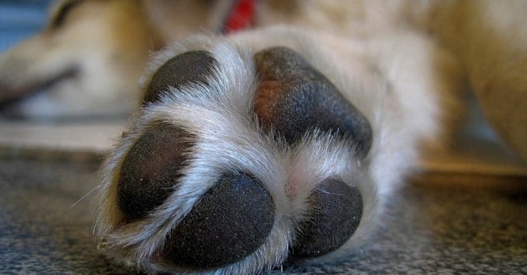 como remover pelos de animais