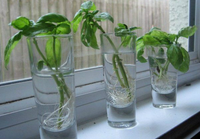 como replantar alimentos manjericão