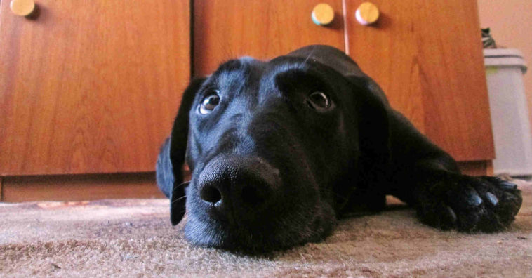 cachorro está com febre