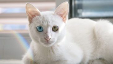 tirar cheiro de xixi de gato