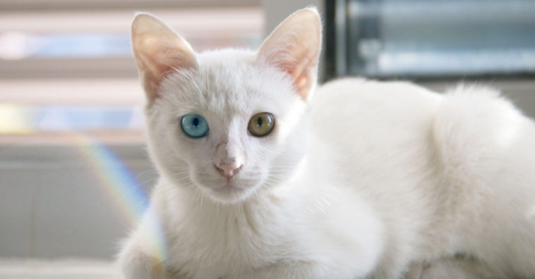 tirar cheiro de xixi de gato