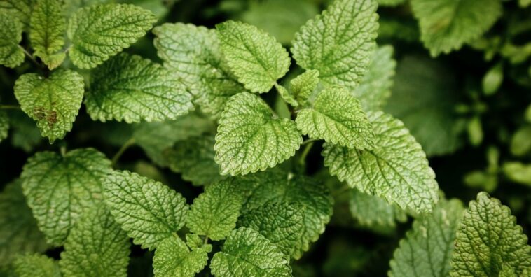 hortelã para o fígado