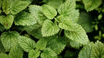hortelã para o fígado