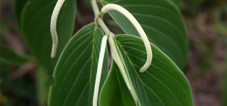 como usar planta aperta-ruão