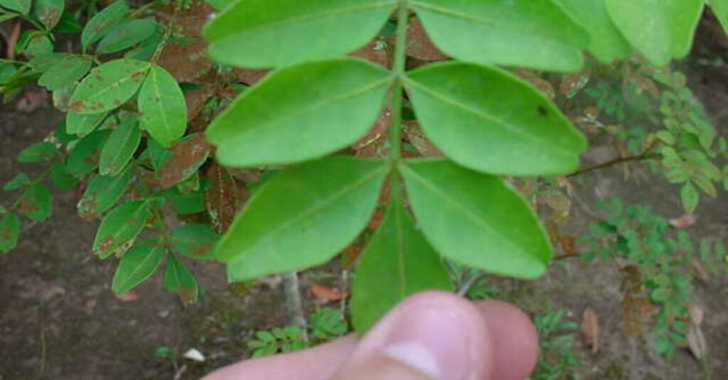 Jaborandi conheça os benefícios da planta e como usar