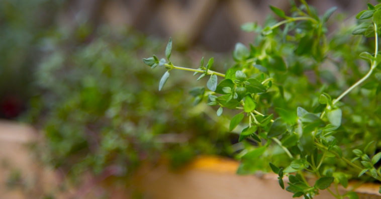 como usar tomilho na comida