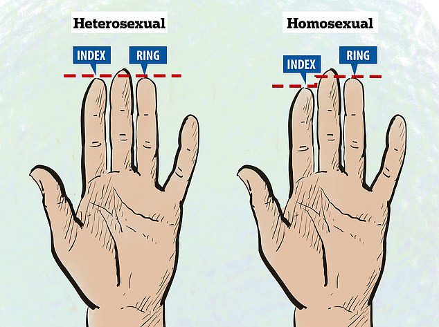 comprimento dos dedos pode revelar sua sexualidade como