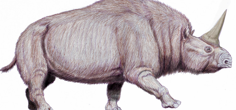 conheça os unicórnios reais