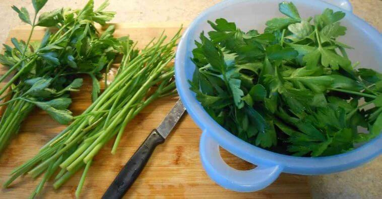 como conservar salsa e coentros