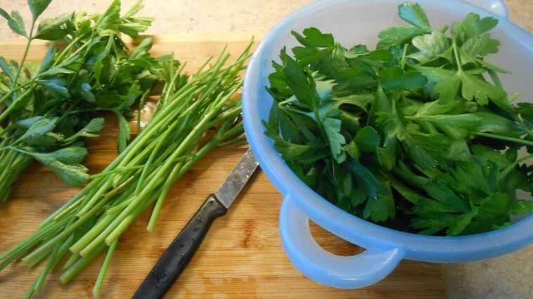 como conservar salsa e coentros