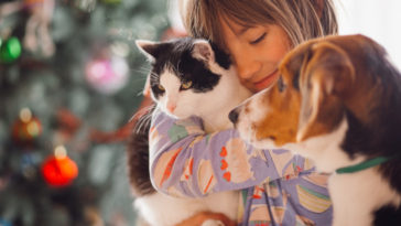 seis considerações antes de ter animal de estimação em casa