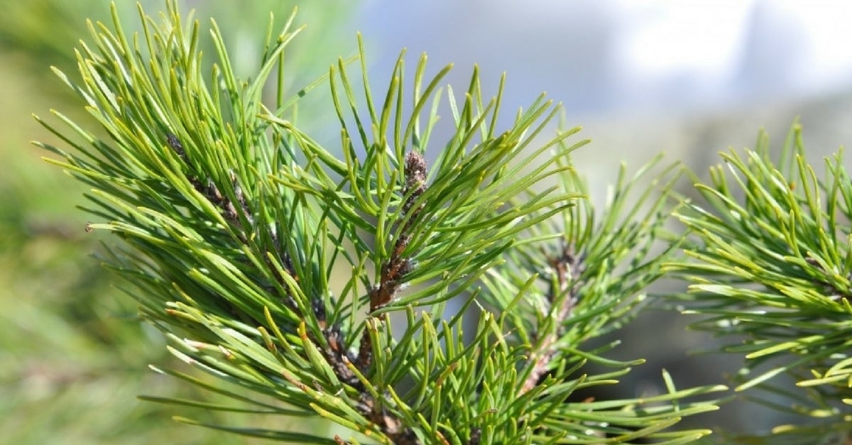 alecrim para dar energia