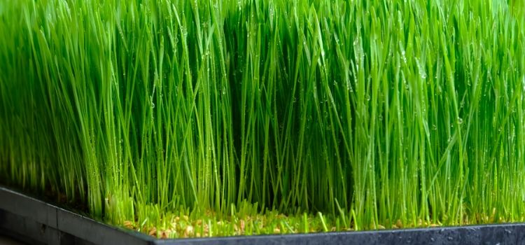 como consumir grama de trigo