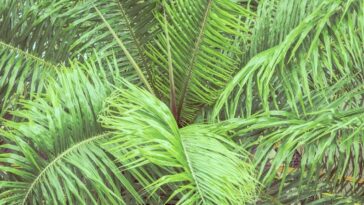 como plantar coqueiro em vaso