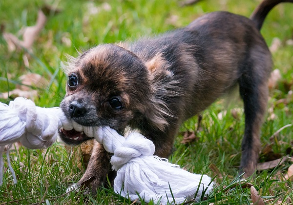 corda para cachorro