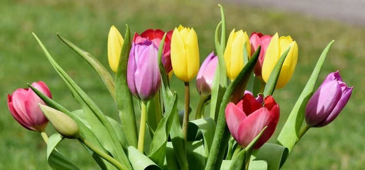 cores das tulipas