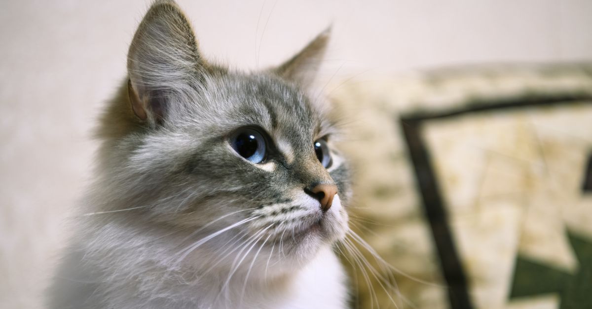 O que acontece se cortar bigode do gato?