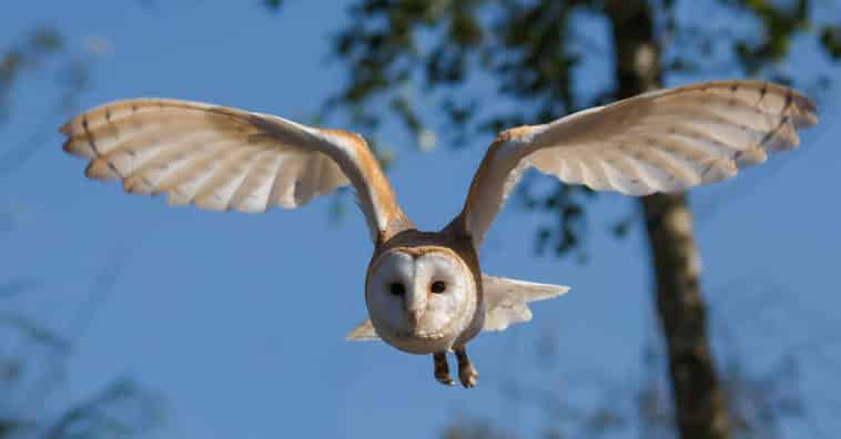 animais que simbolizam presságios