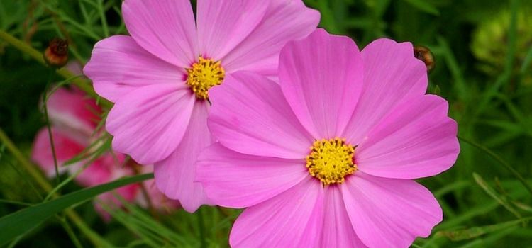 flores para atrair borboletas cosmos