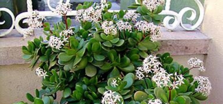 plantas que não morrem crassula