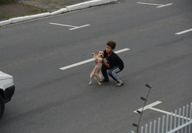 criança salva cachorro atropelado