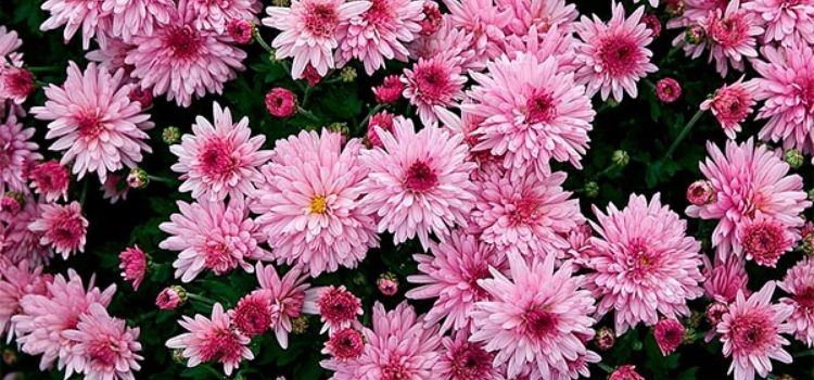 crisântemo terra para plantar 