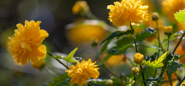 crisântemo luminosidade