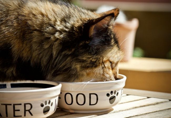 mudanças na alimentação do gato idoso