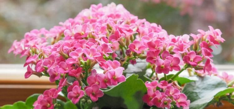 cuidados com kalanchoe