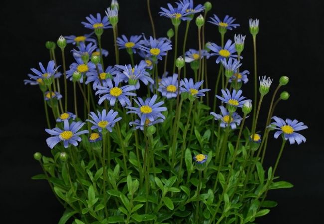 margarida-azul regas