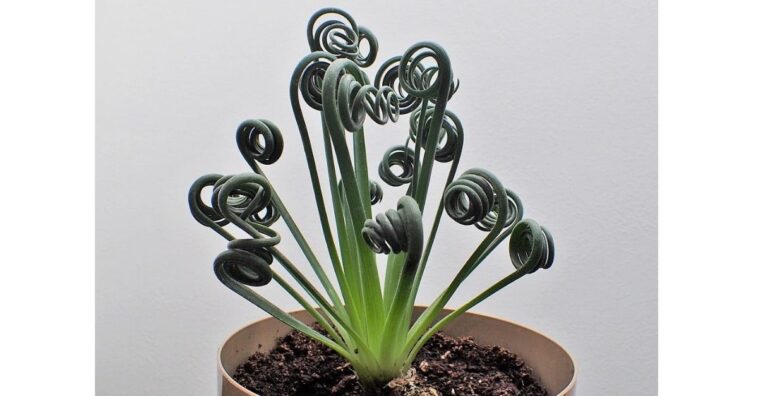 cuidados com espirais albuca