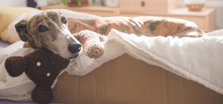 cuidados especiais com cachorro gripado