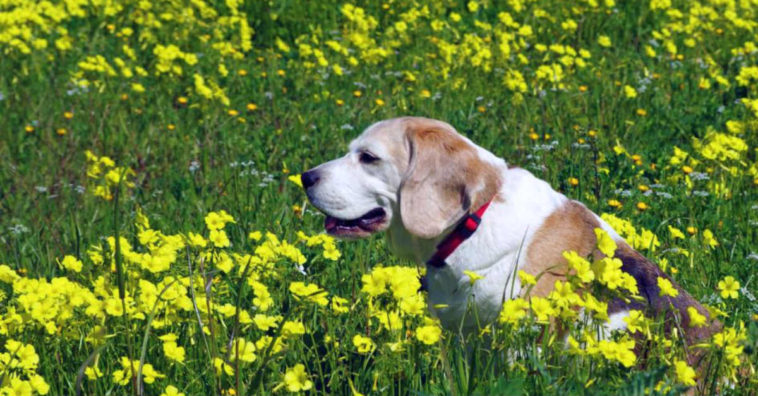 cuidados com caes idosos