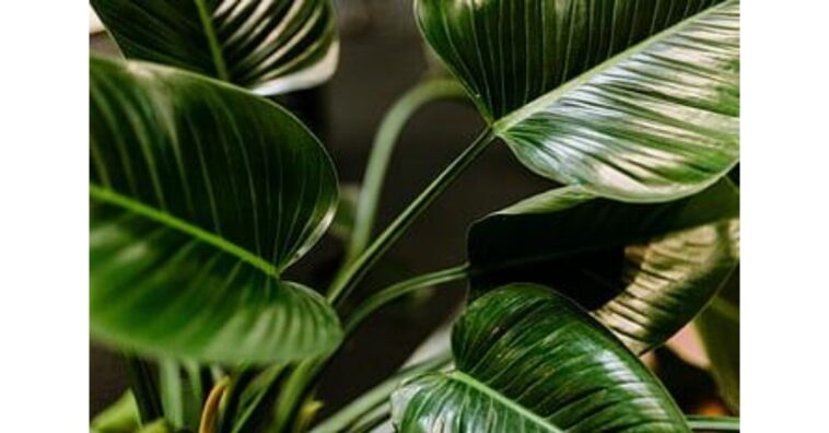 pacová cuidados e inspiração na decoração