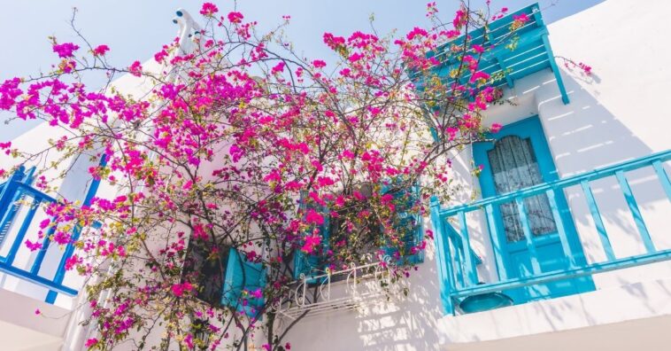 buganvília como cuidar e fazer mudas