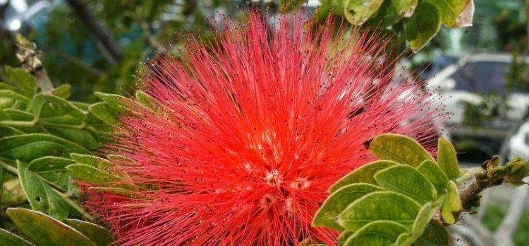 cuidados com a planta caliandra