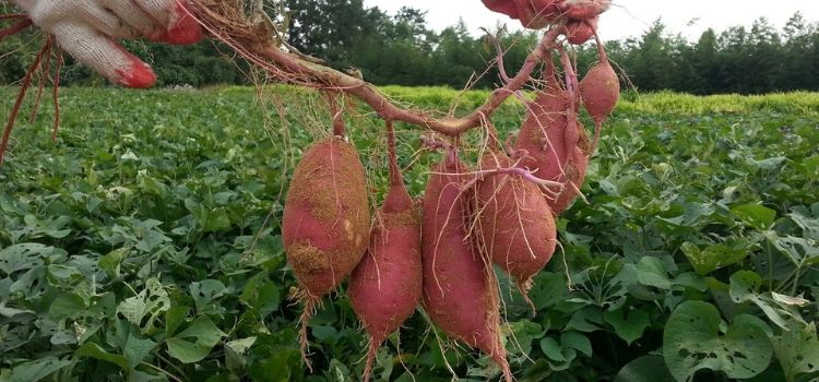 cuidados pra plantar batata-doce