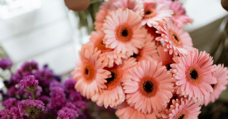 gérbera durar mais tempo