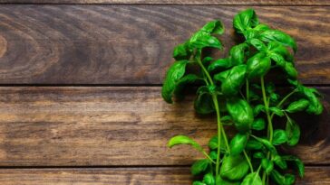 como cuidar de manjericão