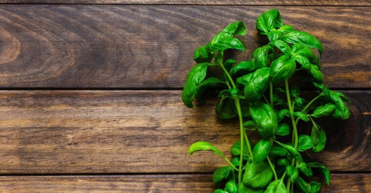 como cuidar de manjericão