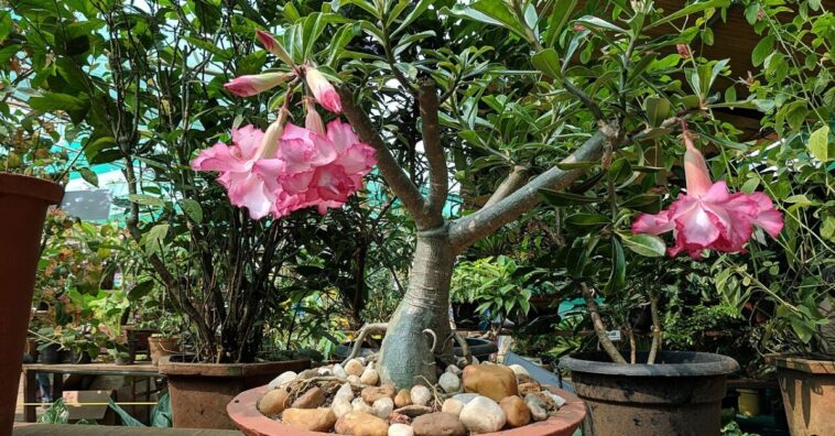 Rosa-do-deserto: aprenda a cuidar dessa linda flor