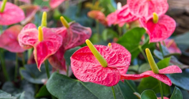 dicas de como cultivar antúrio