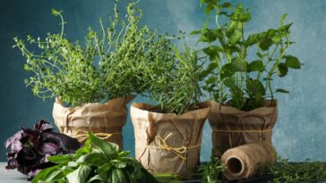 cultivar ervas aromáticas em pequenos espaços